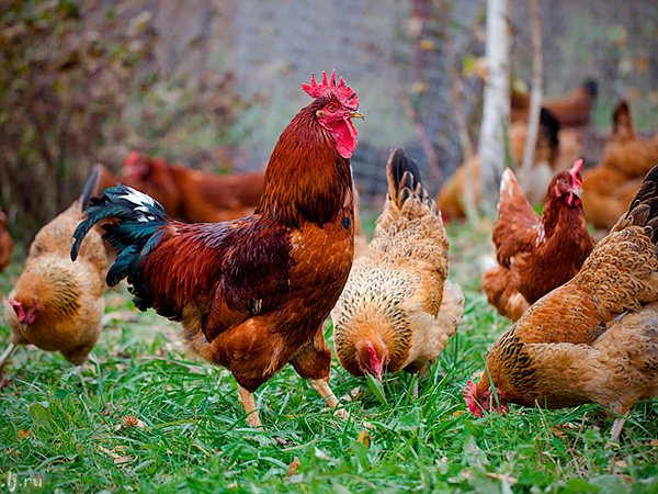 Породы куриц | ЗооТом - продажа, вязка и услуги для животных в Сиверском