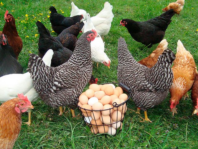 Содержание кур и уход за ними | ЗооТом - продажа, вязка и услуги для животных в Сиверском