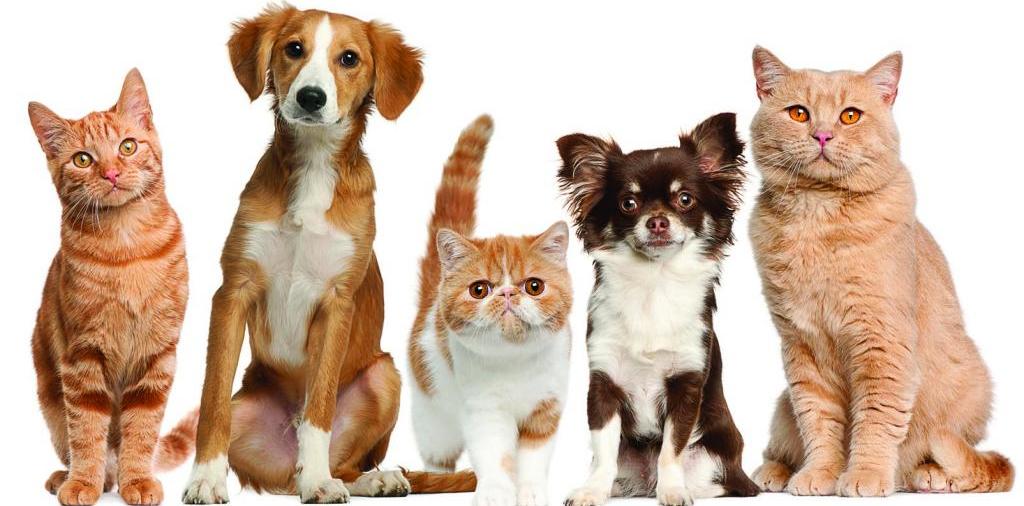 Доска объявлений о животных | ЗооТом - продажа, вязка и услуги для животных в Сиверском