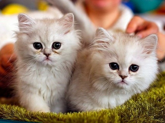 Породы кошек в Сиверском | ЗооТом портал о животных