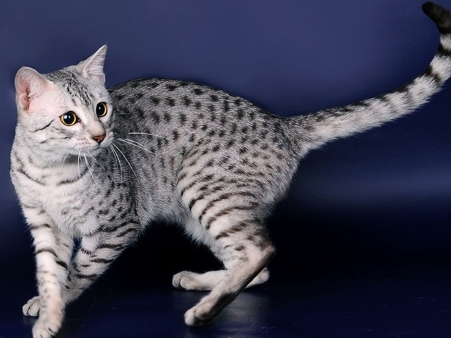 Породы кошек в Сиверском | ЗооТом портал о животных