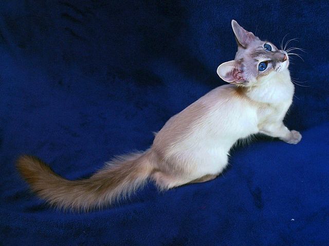 Выведенные породы кошек в Сиверском | ЗооТом портал о животных