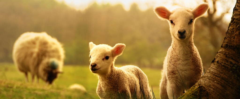 Объявления о сельскохозяйственных животных | ЗооТом - продажа, вязка и услуги для животных в Сиверском