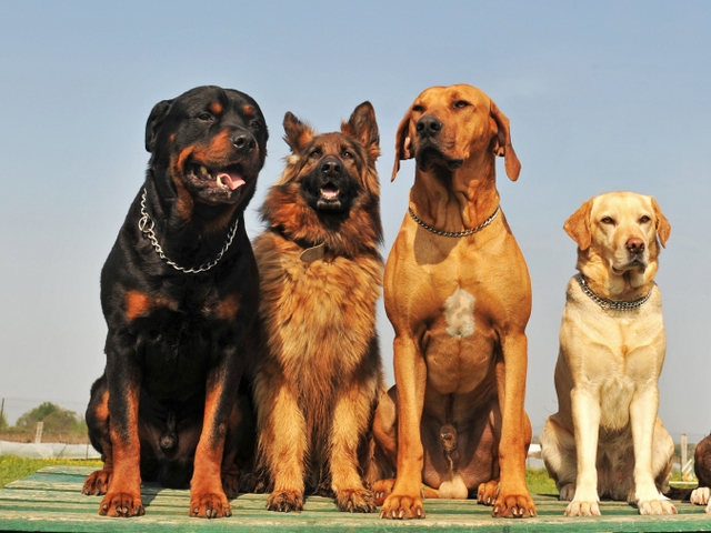 Крупные породы собак в Сиверском | ЗооТом портал о животных