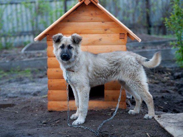 Все о собаках в Сиверском Все о собаках в Сиверском